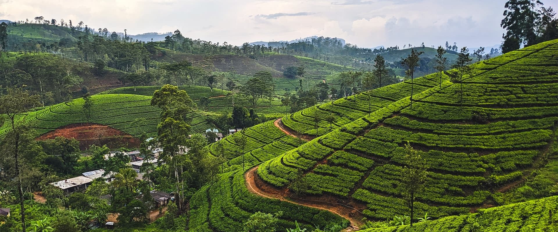 The Tea Country’s Best Kept Secret: A Guide to the Pekoe Trail