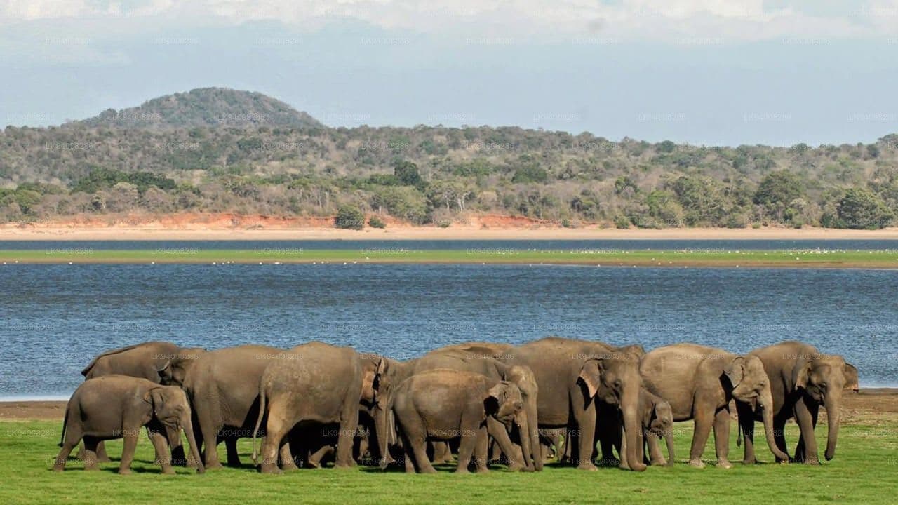Safari Guide: Best National Parks for Wildlife in Sri Lanka in 2026