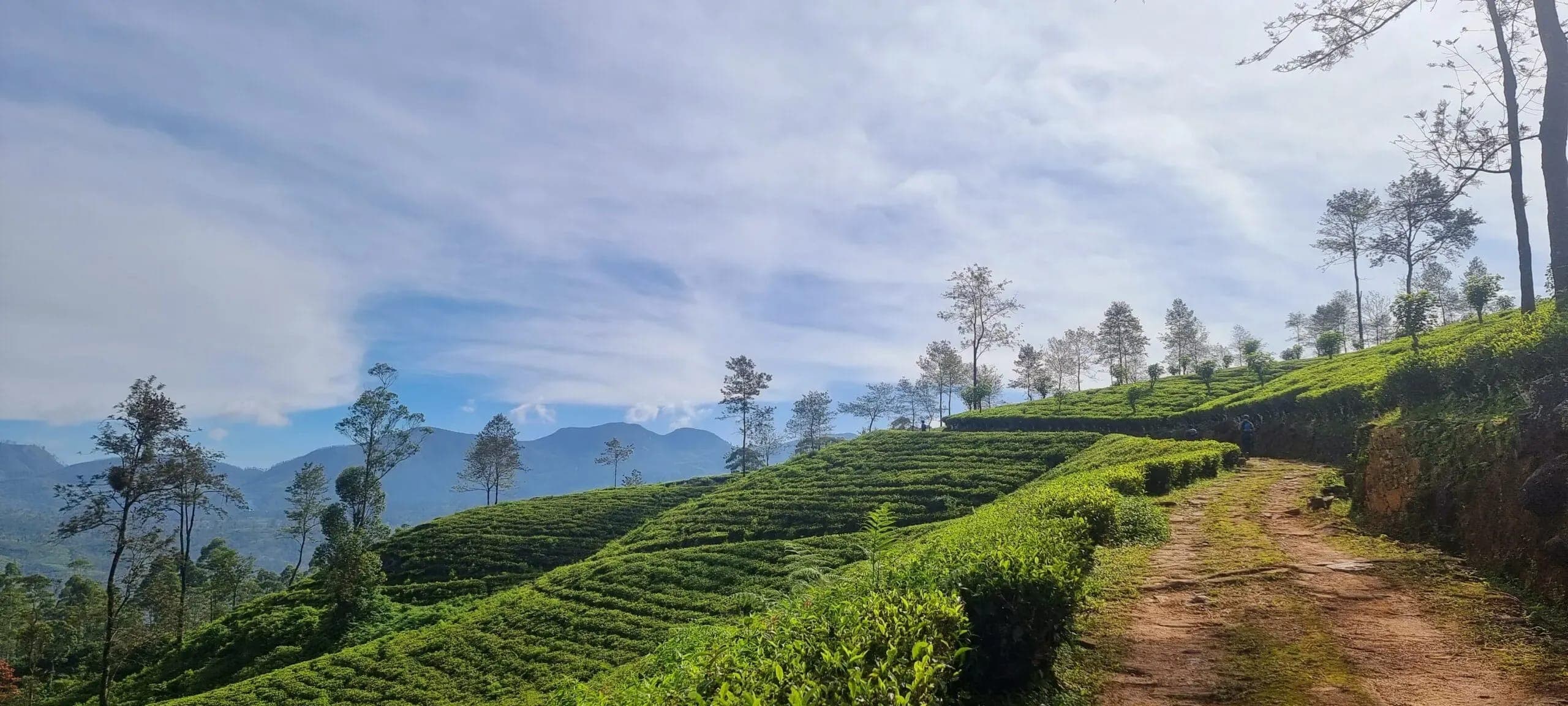 5 Day Adventure Itinerary: From Knuckles Mountain Range to Tea Trails