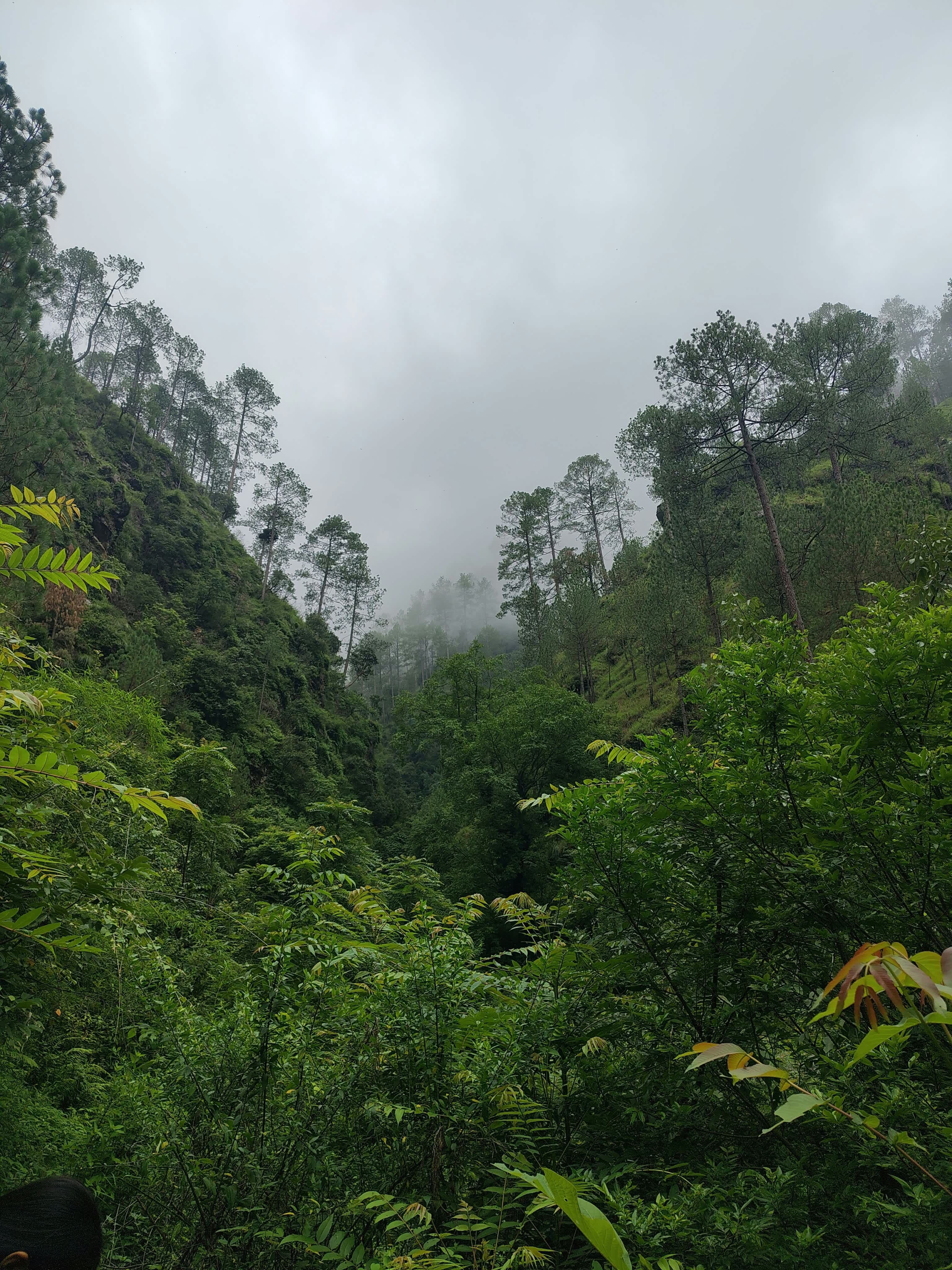 The Whispering Green: A Journey into Sinharaja