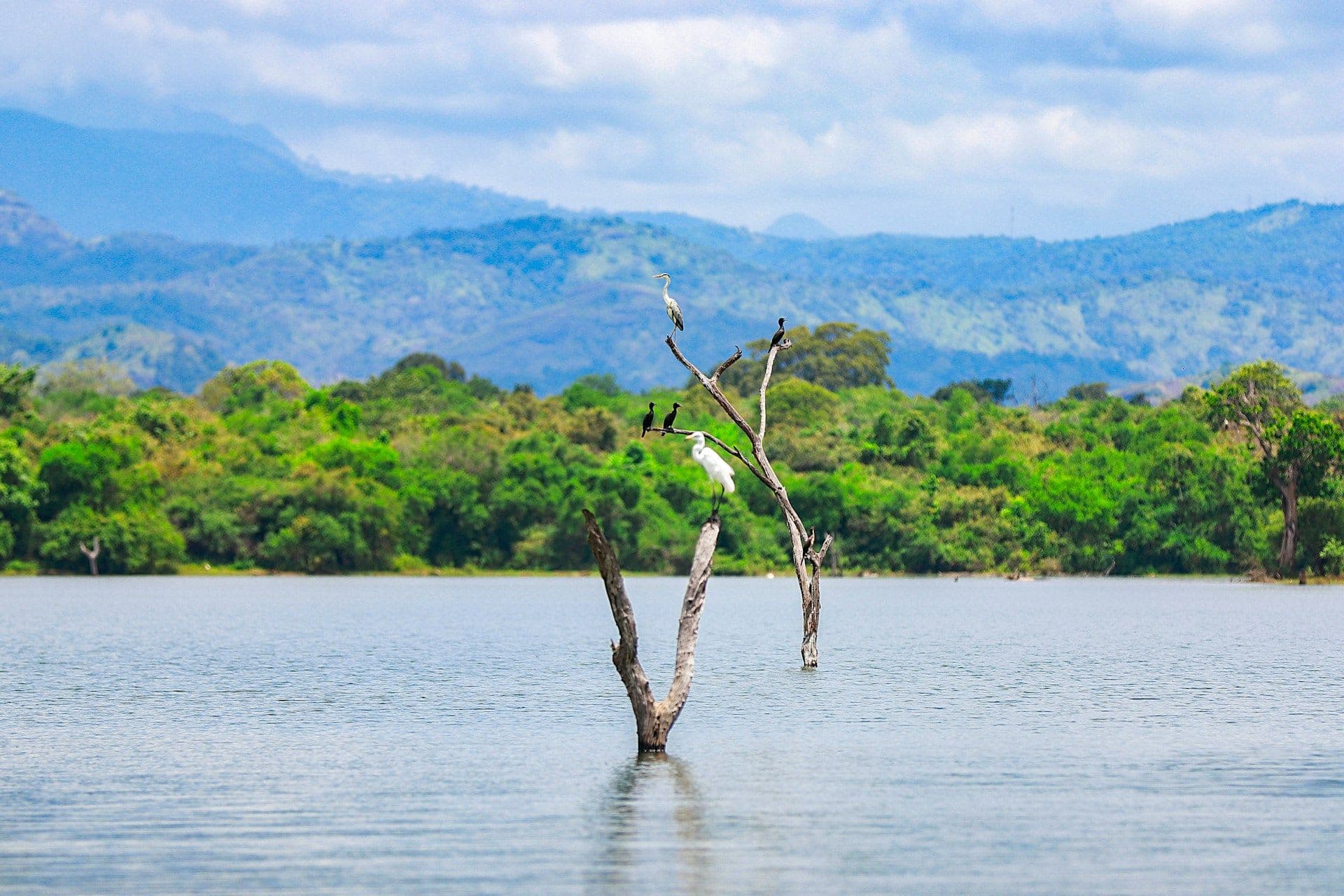 Wildlife Safaris in Sri Lanka: An Adventurous Way to Explore the Wild